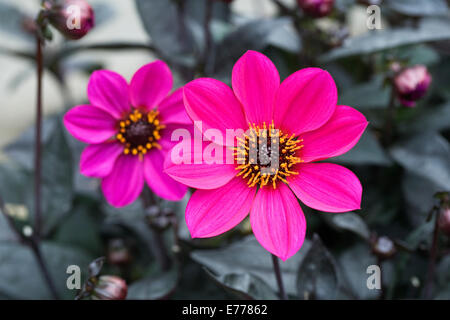 Dahlie 'Glückliche Tage Purple' wächst in einem krautigen Grenze. Stockfoto