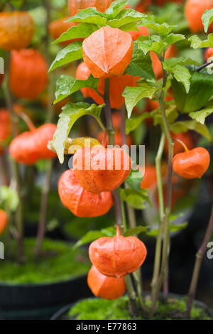 Physalis Alkekengi Frucht mit der orange Schale wächst in einem Topf. Stockfoto