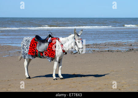 Esel warten auf Kunden für traditionelle Eselreiten am Strand von Blackpool Stockfoto