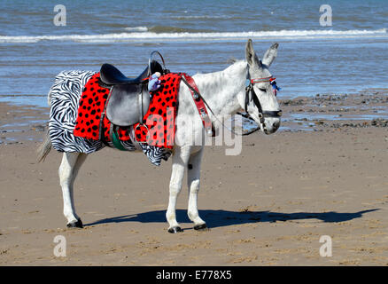 Esel warten auf Kunden für traditionelle Eselreiten am Strand von Blackpool Stockfoto