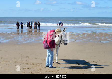 Esel warten auf Kunden für traditionelle Eselreiten am Strand von Blackpool Stockfoto