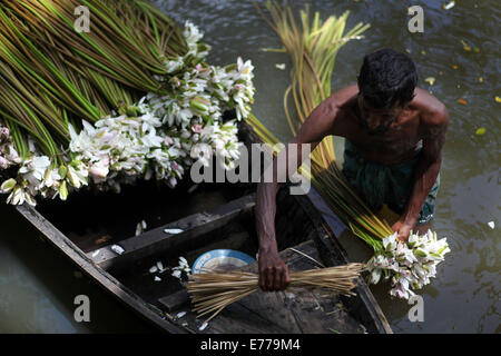 Dhaka, Bangladesch. 8. Sep, 2014. Landwirt Verarbeitung Seerose in market.water Lilie zu verkaufen, die nationale Blume von Bangladesh.The Existenz von einigen Landwirten Feuchtgebiet Seerose Landwirtschaft, beruht auf sie für etwa sechs bis sieben Monate im Jahr zu tun. Bauern nehmen ihre kleinen Boote Seerosen zu holen und auf dem Markt zu verkaufen. Bildnachweis: Zakir Hossain Chowdhury/ZUMA Draht/Alamy Live-Nachrichten Stockfoto