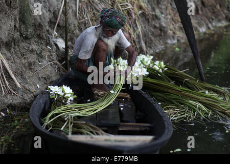 Dhaka, Bangladesch. 8. Sep, 2014. Einen alten Mann Prozess Seerose in market.water Lilie, die nationale Blume von Bangladesh.The Lebensunterhalt einige Feuchtgebiet Landwirte verkaufen basiert auf Seerose, die Landwirtschaft, die sie für etwa sechs bis sieben Monate im Jahr zu tun. Bauern nehmen ihre kleinen Boote Seerosen zu holen und auf dem Markt zu verkaufen. Bildnachweis: Zakir Hossain Chowdhury/ZUMA Draht/Alamy Live-Nachrichten Stockfoto