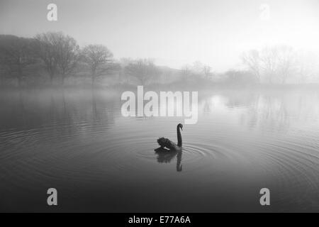 Einsamer schwarzer Schwan auf See schwimmen, im Winter im Morgenlicht mit Plätschern des Wassers Stockfoto