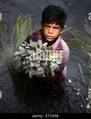 Dhaka, Bangladesch. 8. Sep, 2014. Landwirt Verarbeitung Seerose in market.water Lilie zu verkaufen, die nationale Blume von Bangladesh.The Existenz von einigen Landwirten Feuchtgebiet Seerose Landwirtschaft, beruht auf sie für etwa sechs bis sieben Monate im Jahr zu tun. Bauern nehmen ihre kleinen Boote Seerosen zu holen und auf dem Markt zu verkaufen. Bildnachweis: Zakir Hossain Chowdhury/ZUMA Draht/Alamy Live-Nachrichten Stockfoto