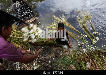 Dhaka, Bangladesch. 8. Sep, 2014. Seerose, die nationale Blume von Bangladesh.The Existenz von einigen Landwirten Feuchtgebiet basiert auf Seerose, die Landwirtschaft, die sie für etwa sechs bis sieben Monate im Jahr zu tun. Bauern nehmen ihre kleinen Boote Seerosen zu holen und auf dem Markt zu verkaufen. Bildnachweis: Zakir Hossain Chowdhury/ZUMA Draht/Alamy Live-Nachrichten Stockfoto