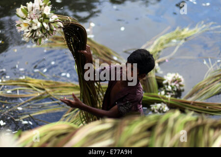 Dhaka, Bangladesch. 8. Sep, 2014. Landwirt Verarbeitung Seerose in market.water Lilie zu verkaufen, die nationale Blume von Bangladesh.The Existenz von einigen Landwirten Feuchtgebiet Seerose Landwirtschaft, beruht auf sie für etwa sechs bis sieben Monate im Jahr zu tun. Bauern nehmen ihre kleinen Boote Seerosen zu holen und auf dem Markt zu verkaufen. Bildnachweis: Zakir Hossain Chowdhury/ZUMA Draht/Alamy Live-Nachrichten Stockfoto