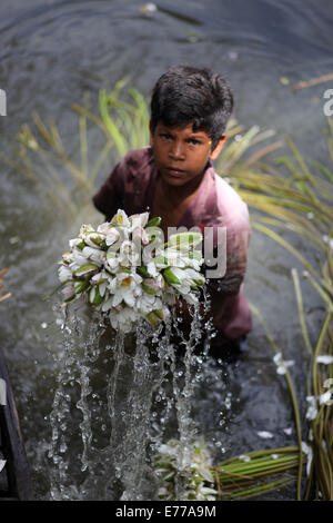 Dhaka, Bangladesch. 8. Sep, 2014. Landwirt Verarbeitung Seerose in market.water Lilie zu verkaufen, die nationale Blume von Bangladesh.The Existenz von einigen Landwirten Feuchtgebiet Seerose Landwirtschaft, beruht auf sie für etwa sechs bis sieben Monate im Jahr zu tun. Bauern nehmen ihre kleinen Boote Seerosen zu holen und auf dem Markt zu verkaufen. Bildnachweis: Zakir Hossain Chowdhury/ZUMA Draht/Alamy Live-Nachrichten Stockfoto