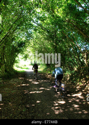 Radfahrer wird durch einen Torbogen von Bäumen auf der Camel Trail in der Nähe von Bodmin, Cornwall, UK Stockfoto