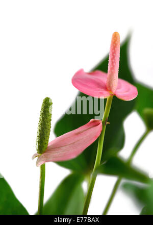 Rosa Flamingo-Blume Stockfoto