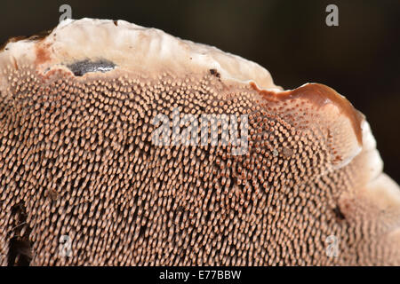 Samt Zahn - Hydnellum spongiosipes Stockfoto