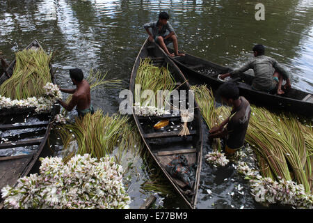 Dhaka, Bangladesch. 8. Sep, 2014. Landwirt Verarbeitung Seerose in market.water Lilie zu verkaufen, die nationale Blume von Bangladesh.The Existenz von einigen Landwirten Feuchtgebiet Seerose Landwirtschaft, beruht auf sie für etwa sechs bis sieben Monate im Jahr zu tun. Bauern nehmen ihre kleinen Boote Seerosen zu holen und auf dem Markt zu verkaufen. Bildnachweis: Zakir Hossain Chowdhury/ZUMA Draht/Alamy Live-Nachrichten Stockfoto