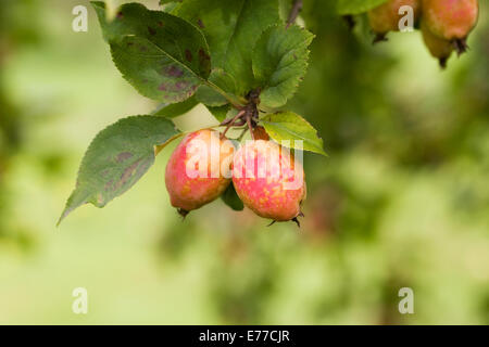 Malus Kansuensis Früchte im Hochsommer. Calva Crabapple Frucht. Stockfoto