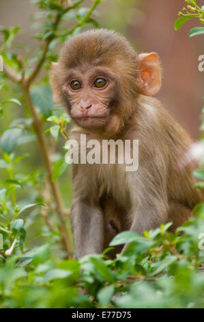 Rhesus-Affe Baby, Monkey Temple, Jaipur, Rajasthan, Indien. Stockfoto