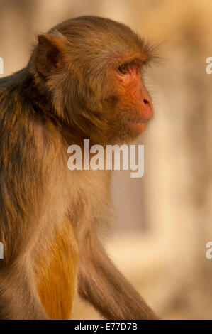Rhesus-Affe, Monkey Temple, Jaipur, Rajasthan, Indien. Stockfoto