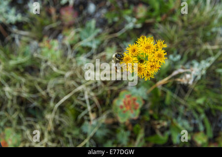 eine einsame Biene bestäubt gelbe Wildblumen Stockfoto