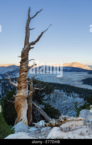 alten Toten Berg-Kiefer in der südlichen Sierra Nevada auf dem Pacific Crest Trail Stockfoto