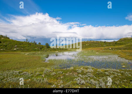 Bild von Telemark, Norwegen, Sommerlandschaft im Rauland, 1200 m Meter über dem Meeresspiegel Stockfoto