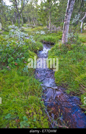 Bild von Telemark, Norwegen, Sommerlandschaft im Rauland, 900 m Meter über dem Meeresspiegel Stockfoto