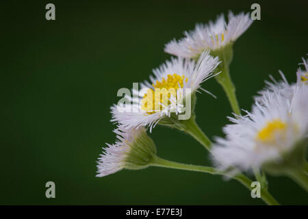 Buschige Aster, winzigen weißen Wildblumen Stockfoto