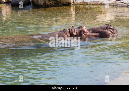 Hipppo im Wasser schwimmende, erschossen in der Nähe, Kopf Stockfoto