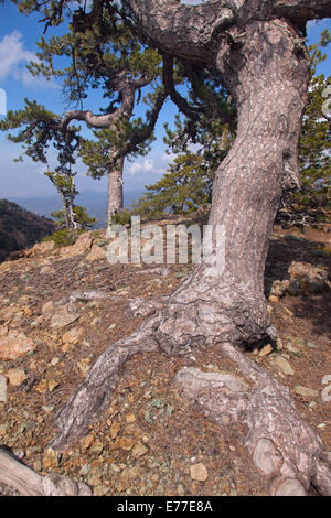 Alten schwarzen Pinien Pinus Nigra im Troodhos Nationalpark-Zypern Stockfoto