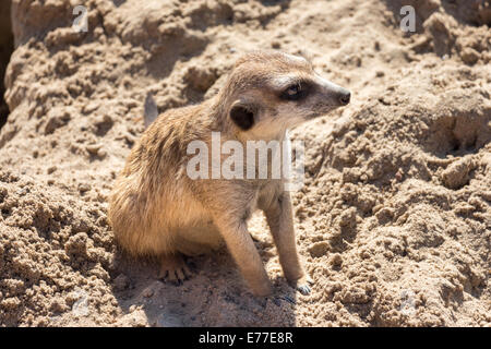 Erdmännchen, Suricate, sitzen auf allen Vieren, in Gefangenschaft gehalten Stockfoto