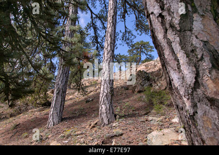 Alten schwarzen Pinien Pinus Nigra im Troodhos Nationalpark-Zypern Stockfoto