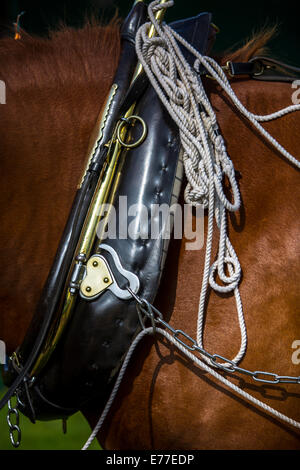 Suffolk Punch Pferd trägt seinen Kragen und Kabelbaum. Stockfoto