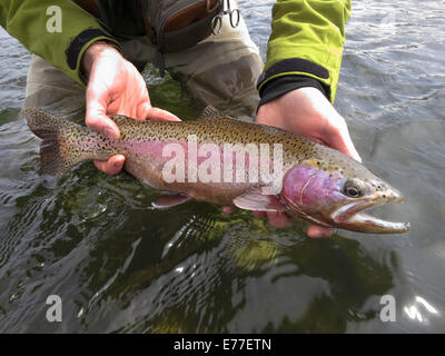 Fliegen Sie Fischer Holding Regenbogenforellen, die in den North Platte River in Wyoming, USA abgefangen wurde. Stockfoto