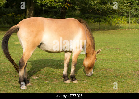 Einer vom Aussterben bedrohten Przewalski Pferd grasen auf dem Toronto Zoo in Toronto Ontario Stockfoto