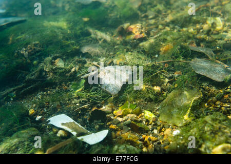 Unterseite der Fluß darent Flussbett Süßwasser deutlich bei Sonnenschein noch voller Algen Unkraut Sonnenstrahlen Streifen Wasser gedacht Stockfoto