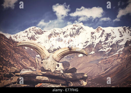 Vintage Bild von Yak Schädel mit Himalaya-Gebirge im Hintergrund, Nepal