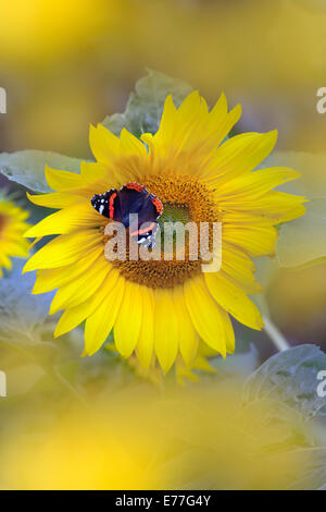 Red Admiral Schmetterling Vanessa atalanta Fütterung auf Sonnenblumen im Garten August Stockfoto