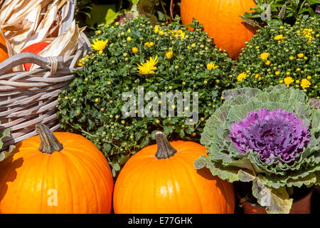 Kürbisse, Squash, Pflanzen, dekorativen Display Stockfoto