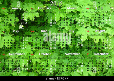 Kalender 2014-2017 jahrelang auf der grünen Blätter von Ahorn-Hintergrund Stockfoto