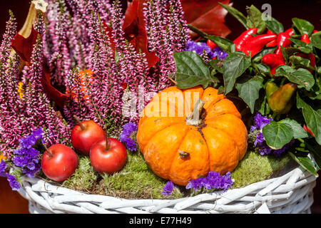 Kürbiskürbis, Heidekraut, Vintage Shop dekorative Ausstellung Ornamental Kürbis Stockfoto