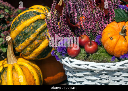 Kürbisse im Korbkürbis, Pflanzen Dekorative Darstellung Cucurbita pepo, Zierkürbis Herbst Stockfoto