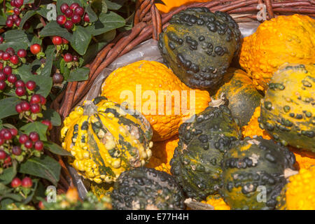 Kürbisse, Kürbis Ornamental Kürbis Gartenpflanzen, Dekorative Anzeige Cucurbita pepo Stockfoto