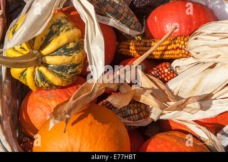 Kürbisse, Kürbis, Kürbis Dekorative Anzeige Herbsternte Stockfoto