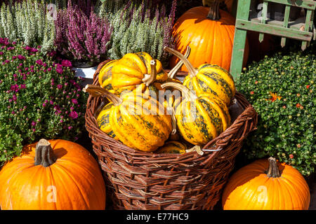 Kürbisse kaufen Kürbis Kürbis Ornamental Dekorative Ausstellung Cucurbita pepo in einem Korb vor einem Geschäft Stockfoto