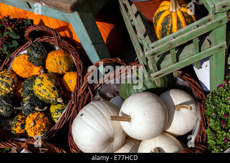 Kürbisse Shop Squashes, Dekoratives Display Cucurbita pepo Ornamental Kürbisse im Korb Stockfoto