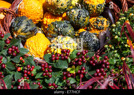 Kürbisse, Kürbis Ornamental Kürbis Gartenpflanzen, Dekorative Anzeige Cucurbita pepo Stockfoto