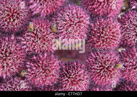 Bienen auf Allium anzuzeigen, RHS Wisley Flower Show, 2.-7. September 2014, Surrey, England, Großbritannien, Vereinigtes Königreich UK Europe Stockfoto