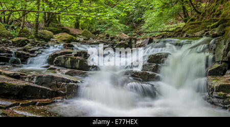 Birks Aberfeldy, Wasserfälle am Fluss im Moness Schlucht Stockfoto