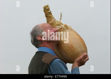 Harrogate, Yorkshire, Großbritannien. 8. September 2014. Harrogate Herbst zeigen Peter Glazebrook Weltrekordhalter für die schwerste Zwiebel immer gewachsen auf 18£ 1/2 Unze Credit: Keith fördern/Alamy Live-Nachrichten Stockfoto