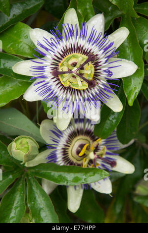 Exotische tropische Flora. Nahaufnahme von einem blauen Passionsblume blühen in einen Englischen Garten. Passiflora caerulea. England, Vereinigtes Königreich. Stockfoto