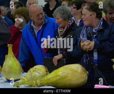 Harrogate, Yorkshire, Großbritannien. 8. September 2014. Harrogate Herbst zeigen Peter Glazebrook Weltrekordhalter für die schwerste Zwiebel immer gewachsen auf 18£ 1/2 Unze Credit: Keith fördern/Alamy Live-Nachrichten Stockfoto