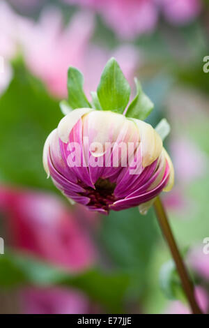 Dahlie "Ottos Nervenkitzel" Knospe wächst in einer krautigen Grenze. Stockfoto