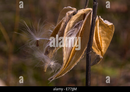 Eine Nahaufnahme der Wolfsmilch Pflanze mit flauschigen weißen Haaren wie Fasern und Samen aus den getrockneten Pod. Stockfoto